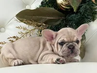 Vanilla, a female French Bulldog for sale in Boston, MA – Photo 7 of 10