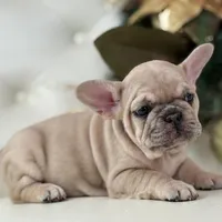 Vanilla, a female French Bulldog for sale in Boston, MA – Photo 2 of 10