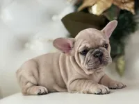Vanilla, a female French Bulldog for sale in Boston, MA – Photo 2 of 10