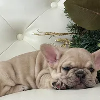Vanilla, a female French Bulldog for sale in Boston, MA – Photo 8 of 10