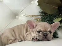 Vanilla, a female French Bulldog for sale in Boston, MA – Photo 8 of 10