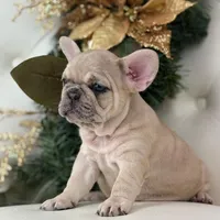 Vanilla, a female French Bulldog for sale in Boston, MA – Photo 1 of 10