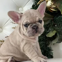 Vanilla, a female French Bulldog for sale in Boston, MA – Photo 5 of 10
