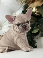 Vanilla, a female French Bulldog for sale in Boston, MA – Photo 5 of 10