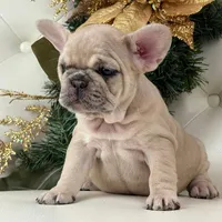 Vanilla, a female French Bulldog for sale in Boston, MA – Photo 3 of 10