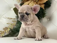 Vanilla, a female French Bulldog for sale in Boston, MA – Photo 3 of 10