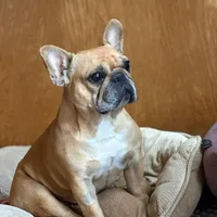 Phoebe, a female French Bulldog for sale in Boston, MA – Photo 1 of 4