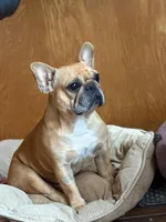 Phoebe, a female French Bulldog for sale in Boston, MA – Photo 1 of 4