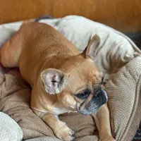 Phoebe, a female French Bulldog for sale in Boston, MA – Photo 3 of 4