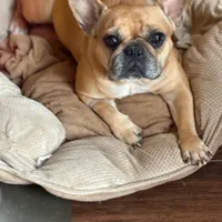 Phoebe, a female French Bulldog for sale in Boston, MA – Photo 4 of 4