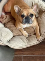 Phoebe, a female French Bulldog for sale in Boston, MA – Photo 4 of 4