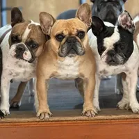 Phoebe, a female French Bulldog for sale in Boston, MA – Photo 2 of 4