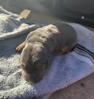 Blueberry Female, a female Basset Hound for sale in Mammoth Cave, KY – 5 of 5
