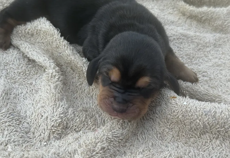 Sweet Pea Fem 3 – Basset Hound puppy for sale in Mammoth Cave, KY