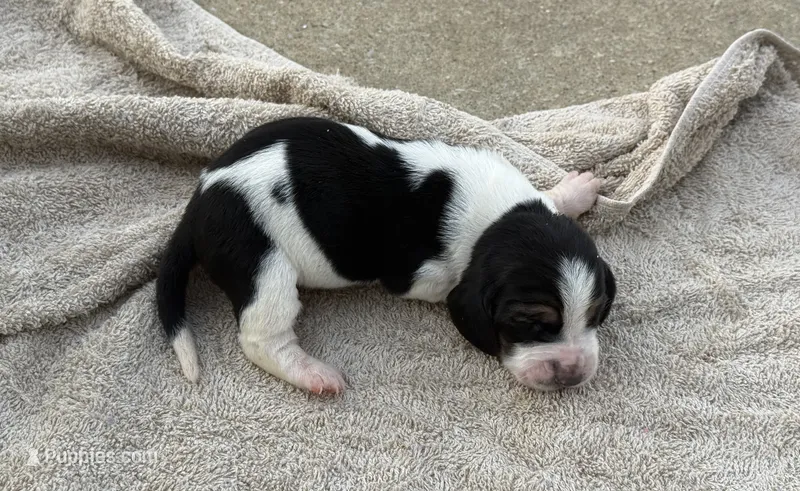 Sophie Fem 3 – Basset Hound puppy for sale in Mammoth Cave, KY