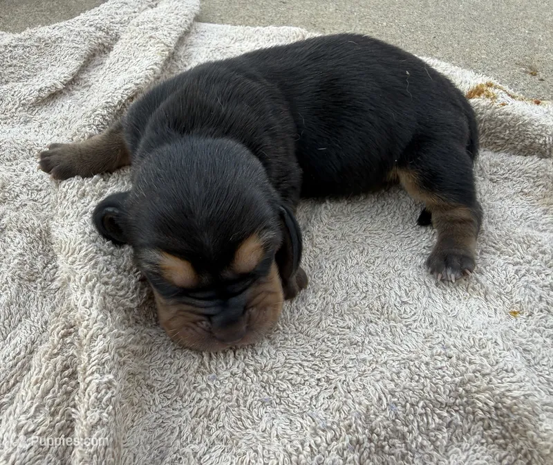 Sweet Pea Fem 4 – Basset Hound puppy for sale in Mammoth Cave, KY