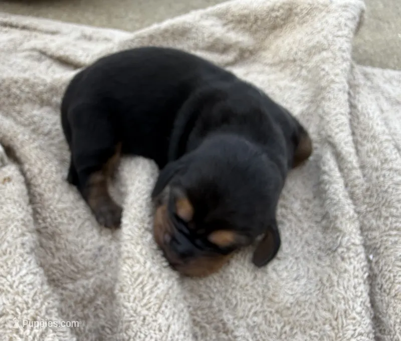Sweet Pea Female 5 – Basset Hound puppy for sale in Mammoth Cave, KY
