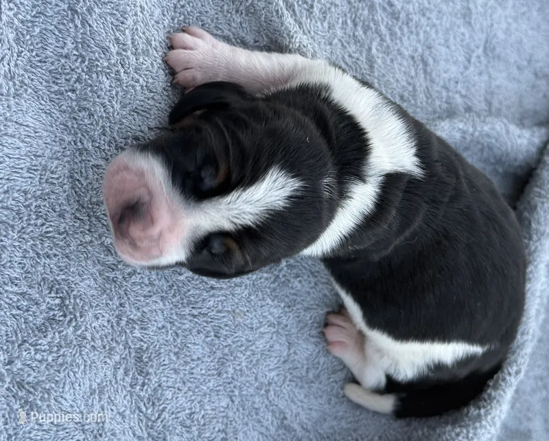 Shasta Male – Basset Hound puppy for sale in Mammoth Cave, KY