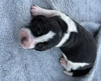 Shasta Male, a male Basset Hound for sale in Mammoth Cave, KY – 1 of 4