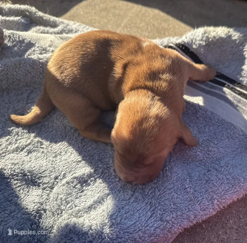 Blueberry M3 – Basset Hound puppy for sale in Mammoth Cave, KY
