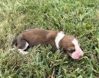 Peanut Male 3, a male Basset Hound for sale in Mammoth Cave, KY – 2 of 3