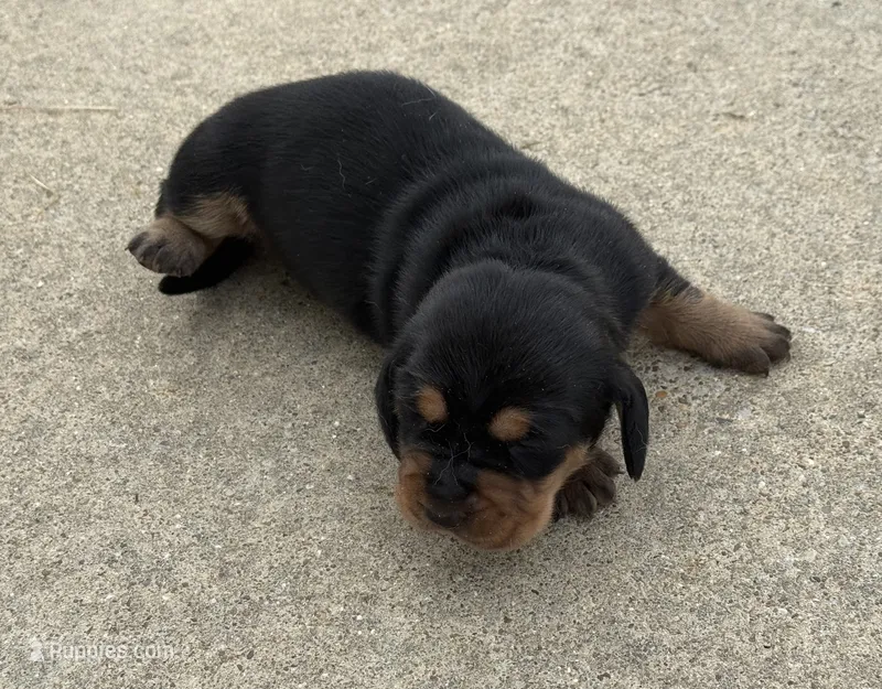 Sweet Pea Female 2 – Basset Hound puppy for sale in Mammoth Cave, KY