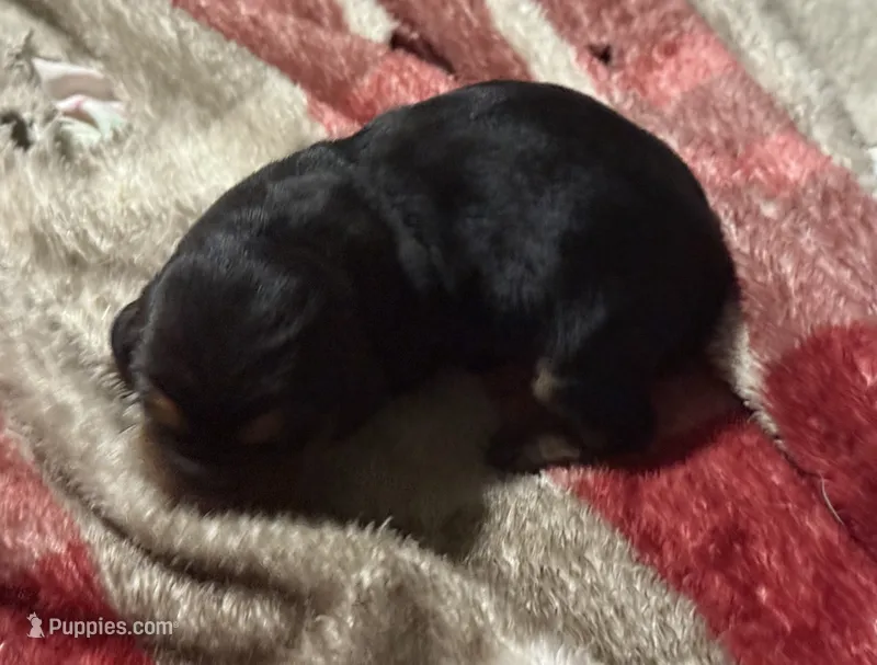 Sweet Pea Female 5 – Basset Hound puppy for sale in Mammoth Cave, KY