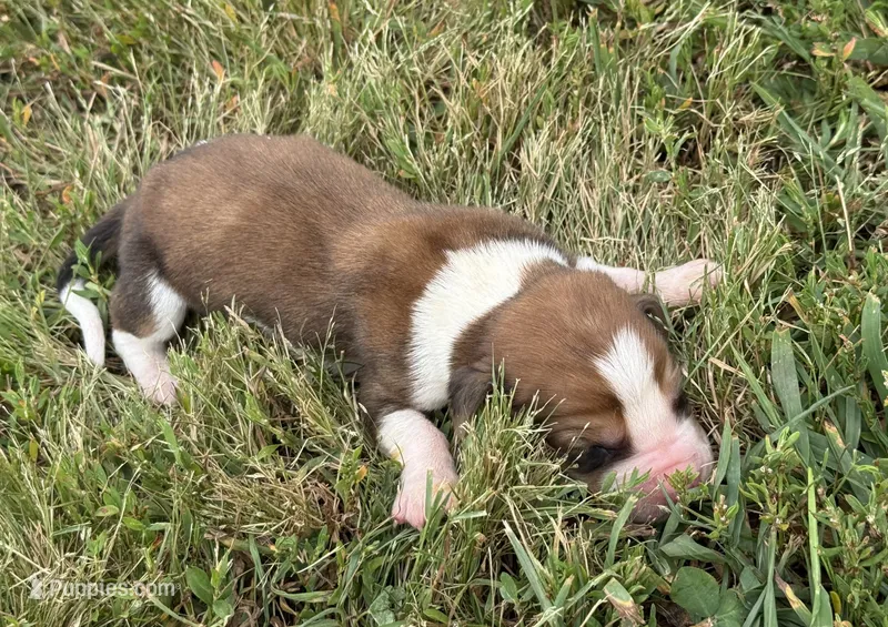 Peanut Male 3 – Basset Hound puppy for sale in Mammoth Cave, KY