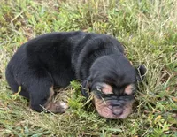 Peanut Female 1, a female Basset Hound for sale in Mammoth Cave, KY – 2 of 4