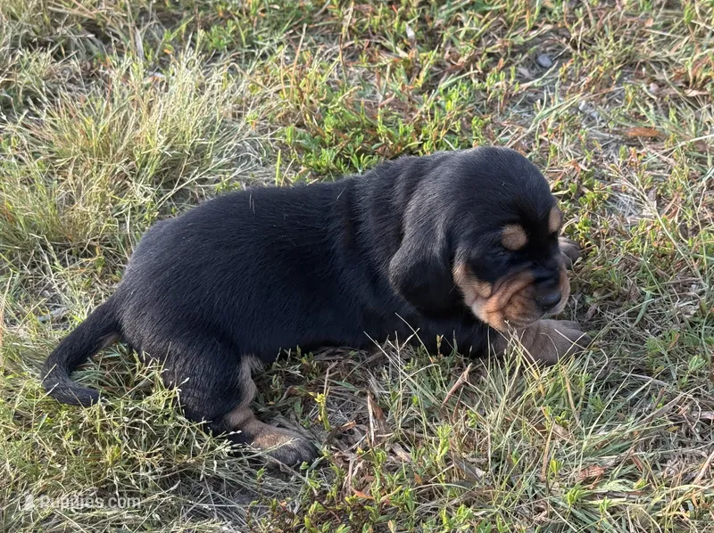 Sweet Pea Female 2 – Basset Hound puppy for sale in Mammoth Cave, KY