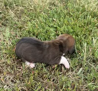 Peanut Male 1, a male Basset Hound for sale in Mammoth Cave, KY – 2 of 4