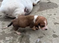 Peanut Male #3, a male Basset Hound for sale in Mammoth Cave, KY – 4 of 4