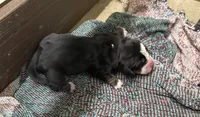 Shadow Fem 2, a female Basset Hound for sale in Mammoth Cave, KY – 2 of 3