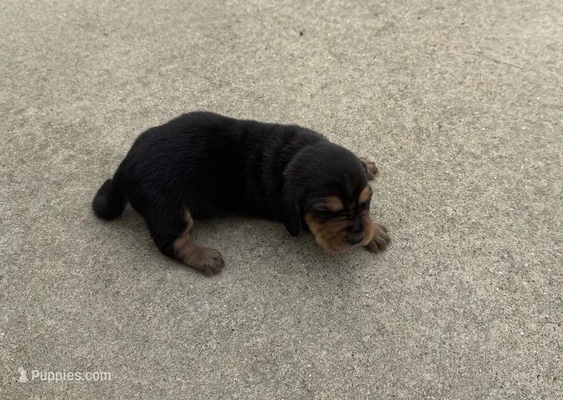 Sweet Pea Fem 3 – Basset Hound puppy for sale in Mammoth Cave, KY