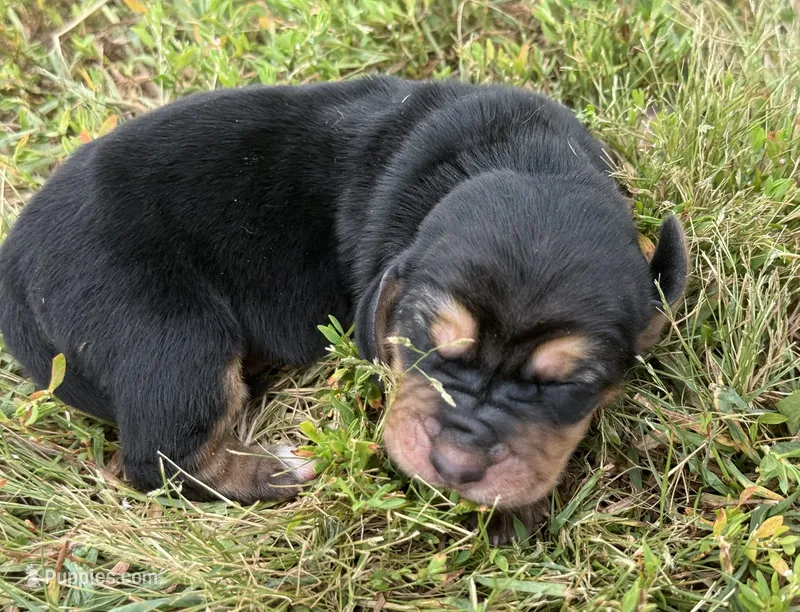 Peanut Female 1 – Basset Hound puppy for sale in Mammoth Cave, KY