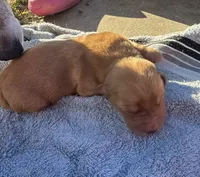 Blueberry M3, a male Basset Hound for sale in Mammoth Cave, KY – 2 of 5