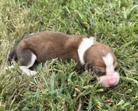 Peanut Male 3, a male Basset Hound for sale in Mammoth Cave, KY – 3 of 3