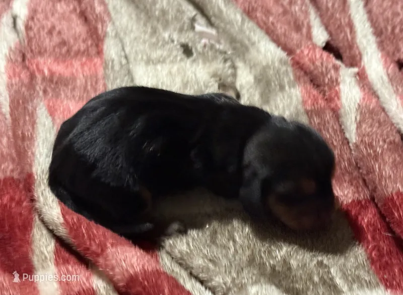 Sweet Pea Fem 4 – Basset Hound puppy for sale in Mammoth Cave, KY