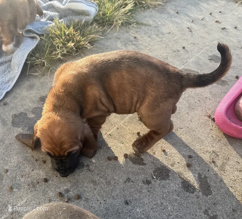 Peanut Female 2 – Basset Hound puppy for sale in Mammoth Cave, KY