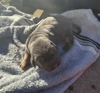 Blueberry Female, a female Basset Hound for sale in Mammoth Cave, KY – 1 of 5