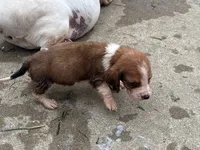 Peanut Male #3, a male Basset Hound for sale in Mammoth Cave, KY – 2 of 4