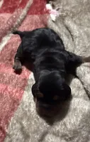 Sweet Pea Female 2, a female Basset Hound for sale in Mammoth Cave, KY – 2 of 2