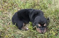 Peanut Female 1, a female Basset Hound for sale in Mammoth Cave, KY – 4 of 4