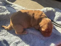 Blueberry M3, a male Basset Hound for sale in Mammoth Cave, KY – 5 of 5