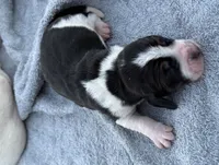 Shasta Male, a male Basset Hound for sale in Mammoth Cave, KY – 4 of 4