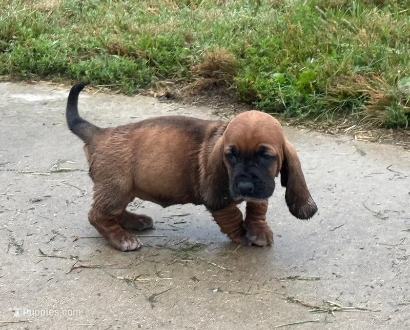 Peanut Female 2 – Basset Hound puppy for sale in Mammoth Cave, KY
