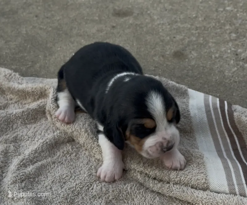 Sugar Fem 3 – Basset Hound puppy for sale in Mammoth Cave, KY