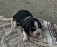 Sugar Fem 3, a female Basset Hound for sale in Mammoth Cave, KY – 1 of 5