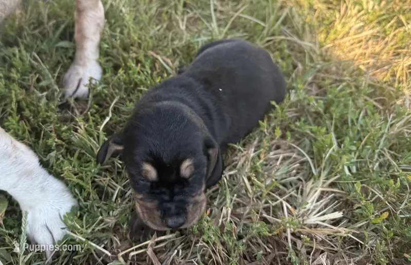 Peanut Male 4 – Basset Hound puppy for sale in Mammoth Cave, KY