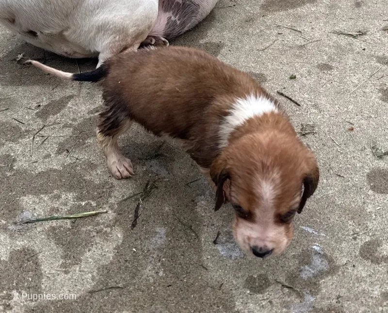 Peanut Male #3 – Basset Hound puppy for sale in Mammoth Cave, KY